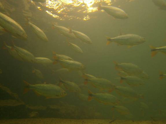Muitos peixes nas águas claras do Balneário Municipal, em Bonito, no Mato Grosso do Sul